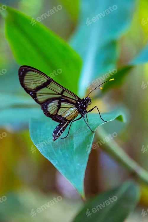 Preview: Small insect animal bug butterfly biology nature zoomed in close up