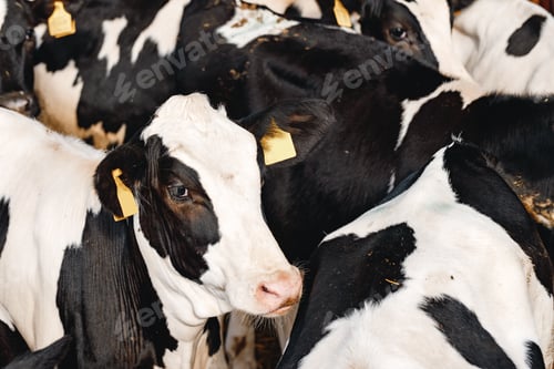 Preview: Black and white spotty cows on a farm
