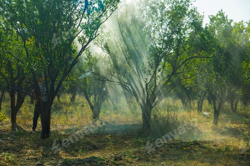 Preview: Farmer spraying fertilizer on orange tree field.