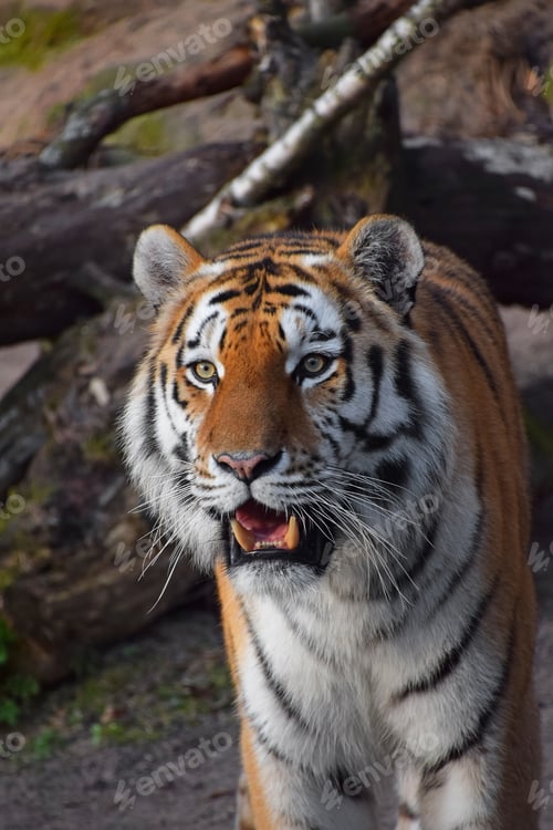 Preview: Close up portrait of Siberian Amur tiger