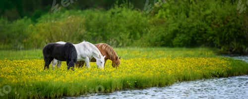 Preview: White, black and brown horse on field of yellow flowers by the river