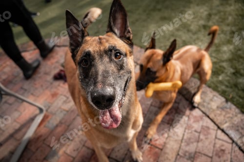 Preview: Overhead shot of two Belgian Malinois dogs playing on a brick patio with one looking at the camera