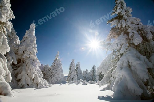 Preview: Snow covered pine trees in the high mountains