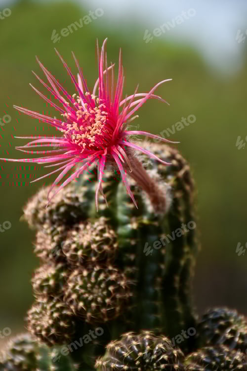 Preview: Beautiful blooming cactus, selective focus blurred green nature background.