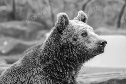 Preview: Close-up of a bear perched atop a rocky outcrop in a picturesque landscape