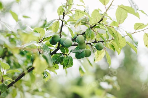 Preview: unripe plum on a branch close-up