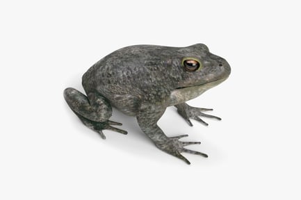 Preview: Cane Toad Amphibian