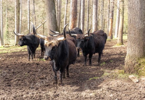 Preview: A herd of bison in the forest on a spring day.