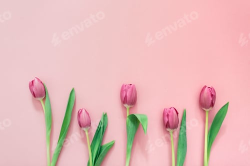 Preview: Pink tulips on clear background