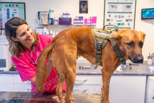 Preview: Veterinary clinic, veterinary woman in pink uniform analyzing and examining the dog at the table