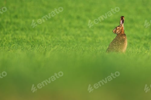 Preview: European hare , Lepus europaeus rabbit on meadow