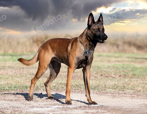 Preview: training of belgian shepherd