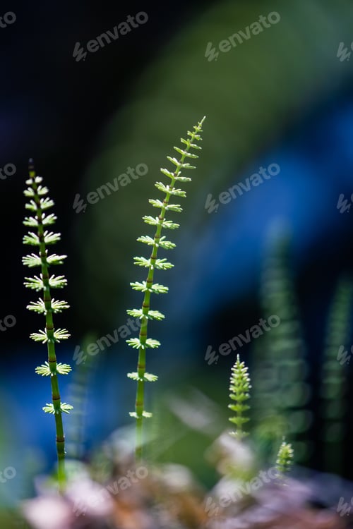 Preview: Beautiful shot of the horsetail sprouts in the garden - perfect for background