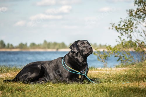 Preview: Labrador Retriever Dog breed on the field. Dog running on the green grass. Active dog outdoor.