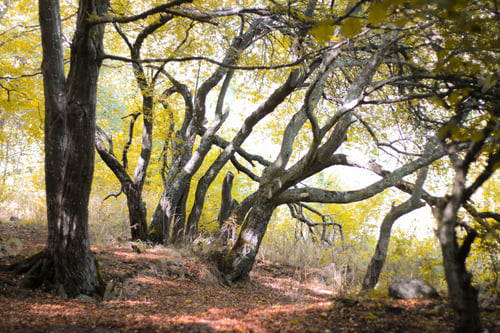 Preview: Autumn trees in the mountain park, landscape