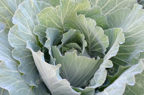 Preview: Fresh cabbage from farm field in the garden