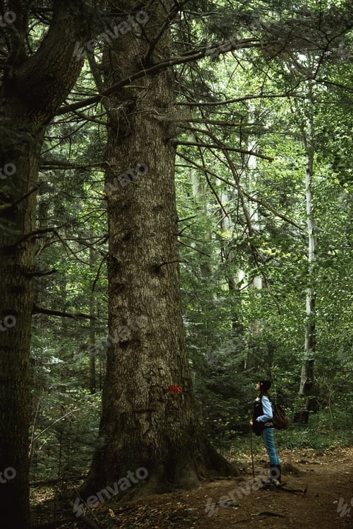Preview: beautiful happy cute stylish girl hiking and a big tree in the mountains on a background of a forest