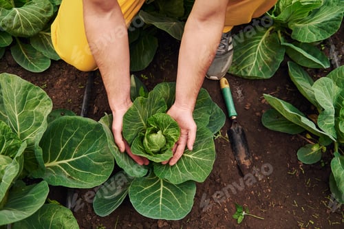 Preview: Taking care of cabbage. Young greenhouse worker in yellow uniform have job inside of hothouse