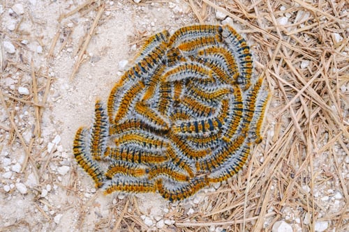 Preview: Pile of processionary caterpillars on the ground, Thaumetopoea pityocampa