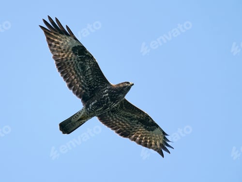 Preview: Common buzzard (Buteo buteo)