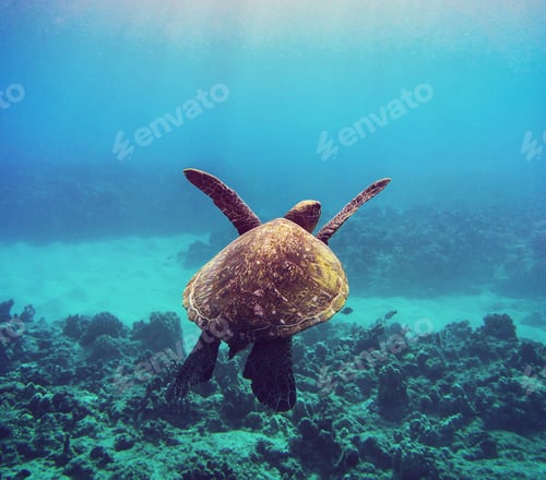 Preview: Turtle cruises in the warm waters of the Ocean
