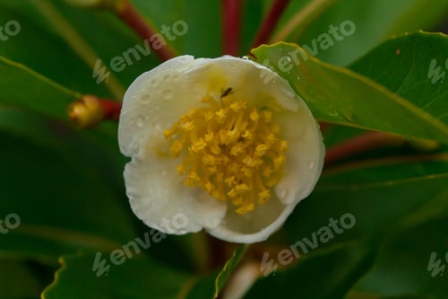Preview: White flowers in the forest