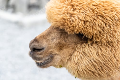Preview: Beautiful brown alpaca with soft fur