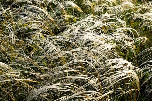 Preview: A meadow feather grass in the sunset.