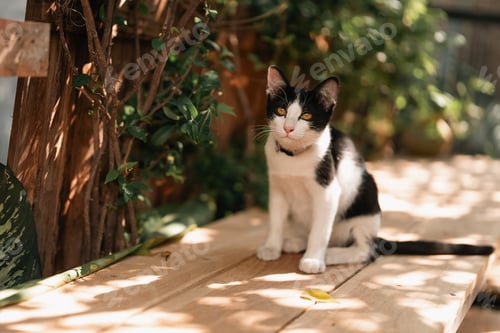 Preview: Curious black and white cat exploring a sunlit wooden surface in a peaceful garden