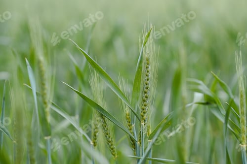 Preview: Green Wheat whistle, Wheat bran fields and wheat shist