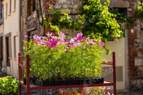 Preview: Blooming cosmos flowers