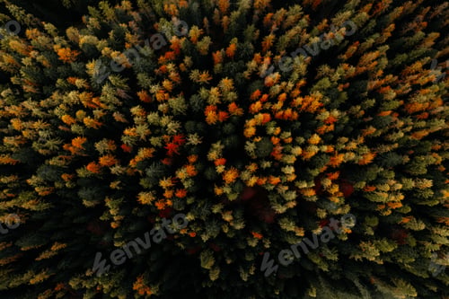 Preview: Aerial autumn view of hiking trail and trees, The Dolomites South Tyrol Italy