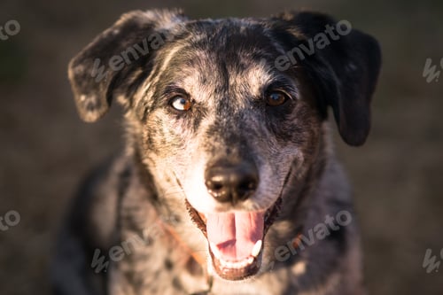 Preview: Mixed Breed Dog Canine Pet Headshot