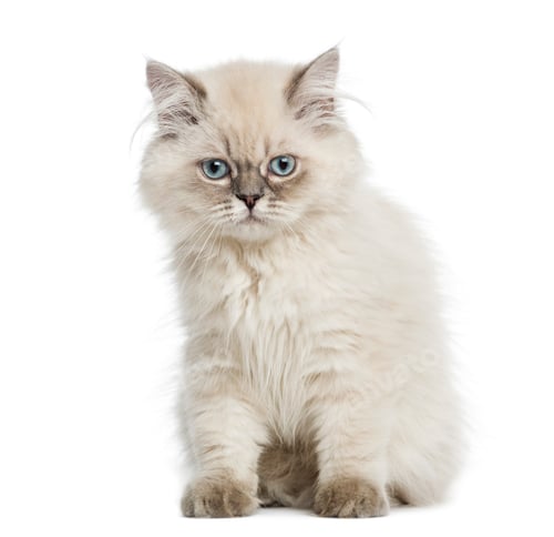 Preview: British Longhair kitten sitting, 5 months old, isolated on white