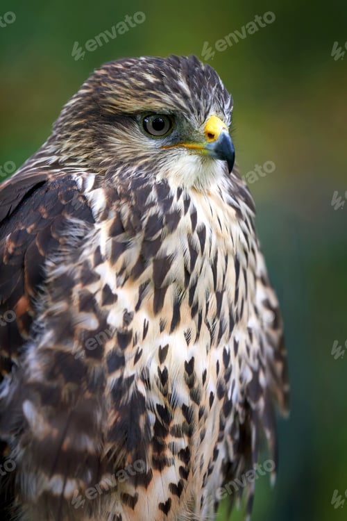 Preview: Eagle on branch