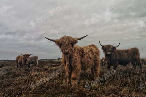 Preview: Beautiful shot of a group of long-haired highland cattle with a cloudy gray sky in the background