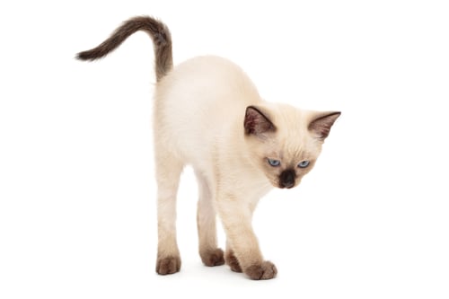 Preview: Siamese kitten arched back