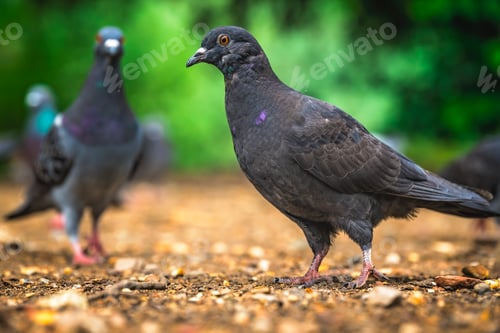 Preview: Black Pigeon in a park in summer