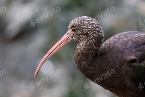 Preview: Puna Ibis portrait with blurred background, Plegadis ridgwayi