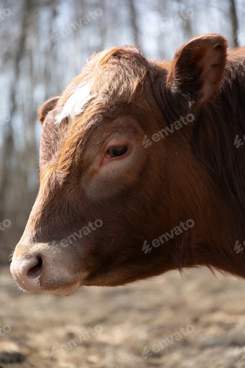 Preview: Brown Cow on Dry Grass Field