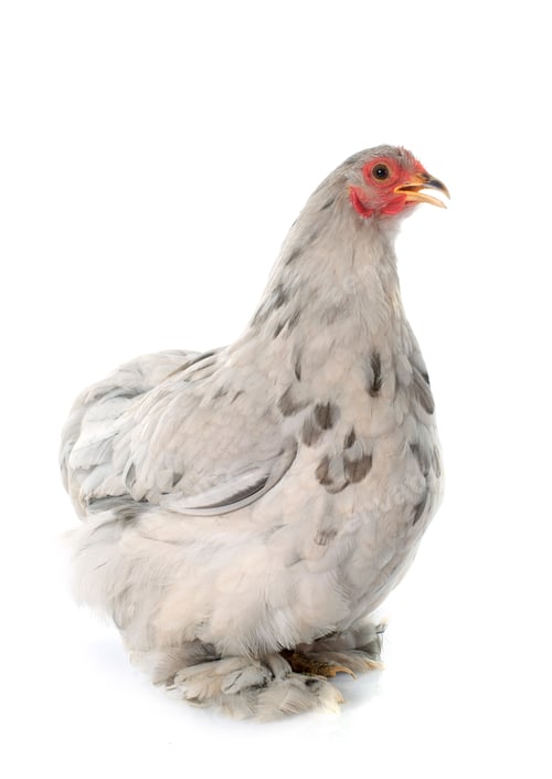 Preview: Pekin bantam