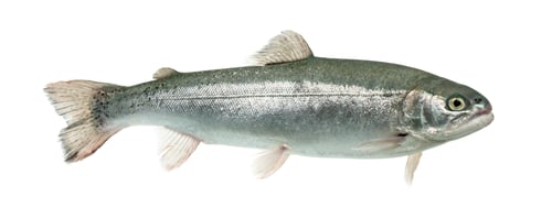 Preview: Blue rainbow trout swimming, isolated on white