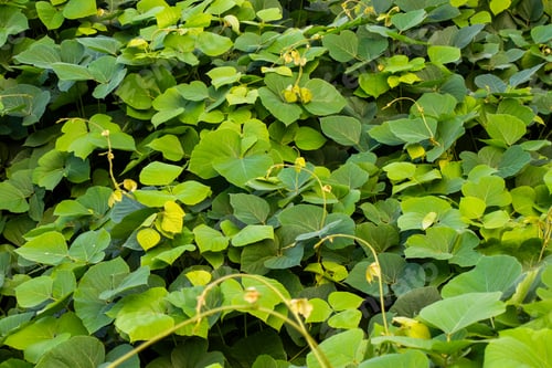 Preview: Lush green foliage of heart-shaped leaves, creating a dense and vibrant natural texture.