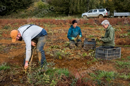 Preview: Three farmers standing and kneeling in a field, harvesting parsnips.