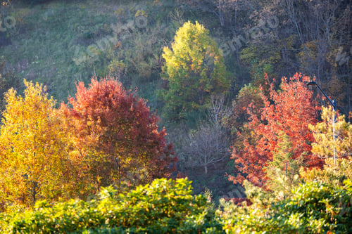 Preview: Canopies of yellow forest trees in autumn season.