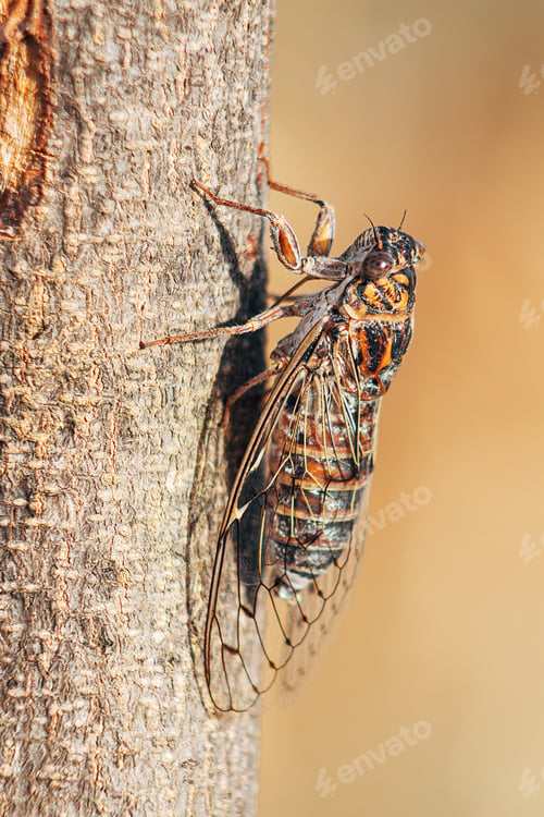 Preview: Vertical closeup shot of Cicada orni bug on a tree