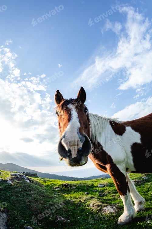 Preview: horses with funny and curious faces in freedom on the mountain