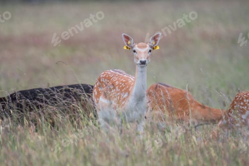 Preview: Deer in a grassy field