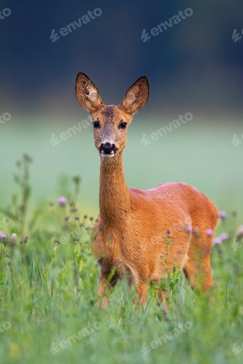 Preview: Adorable roe deer standing in green grass with violet thistles around from front