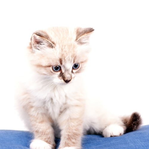 Preview: cat, kitten, pet, isolate